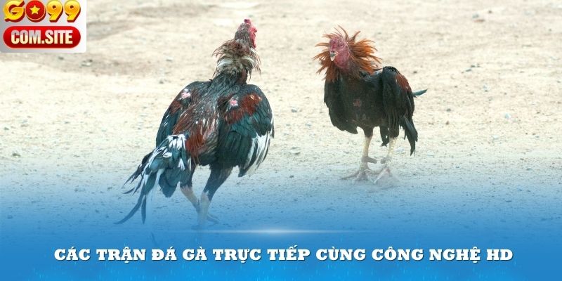 Xem các trận đá gà trực tiếp cùng công nghệ HD chất lượng