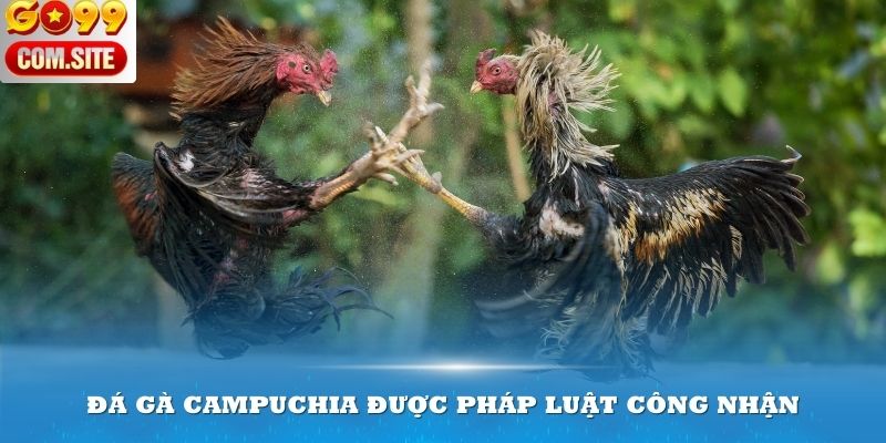 Đá gà Campuchia được pháp luật công nhận