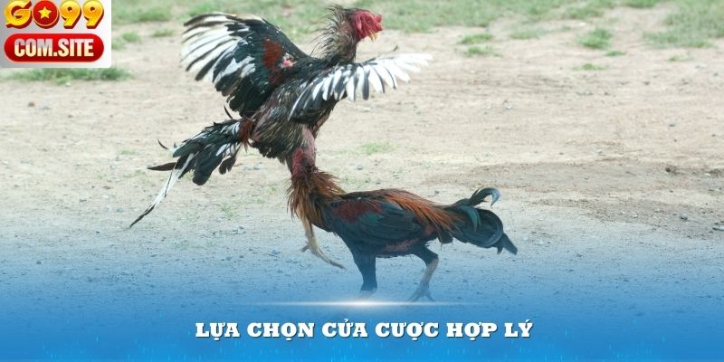 Lựa chọn cửa cược hợp lý trong đá gà đóng vai trò quan trọng