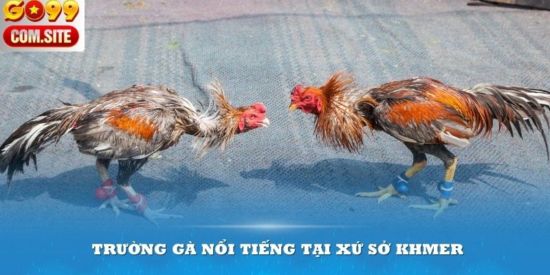 Top trường gà nổi tiếng tại xứ sở Khmer